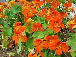 呼叫活動,其他許多的鮮花,橙色