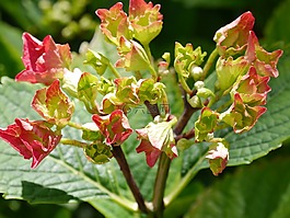 花,性質(zhì),花園