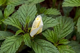 葉,性質(zhì),植物