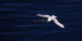 鳥,飛行,海