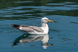 海鷗,鳥,自然