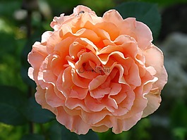 花,玫瑰,三文魚