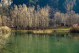 性質(zhì),蘆葦,水
