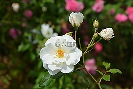 白玫瑰,花,玫瑰花蕾