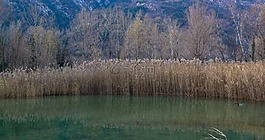 性質(zhì),植被,秋天