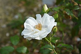 白花,白玫瑰,按鈕