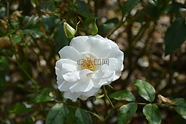 白玫瑰,玫瑰花蕾,綠色樹葉