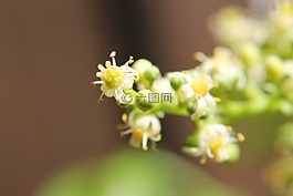 ambarella 花,鲜花,特写