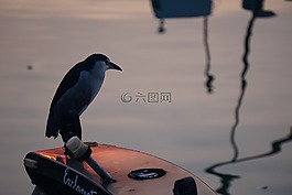 鳥,動物,河