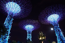 植物,公園,夜