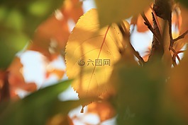 秋季,秋天的落葉,葉子