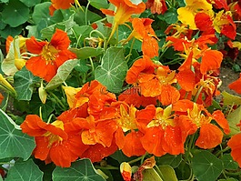 呼叫活動,吃花,夏天
