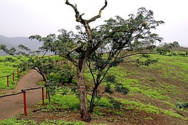 鮮花,性質(zhì),lachay