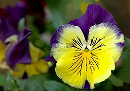 花,思維,性質(zhì)
