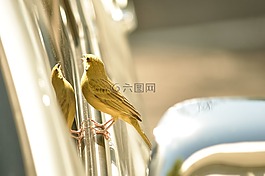 里奧土地,sicalis,卡