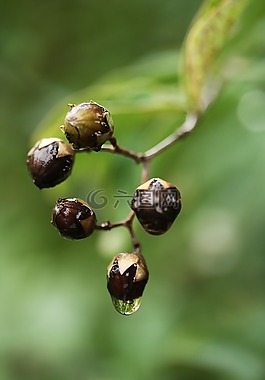 植物,拖放,宏