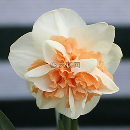 水仙,喇叭水仙,開花