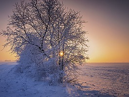 冬天,雪,日出