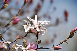 玉蘭,鮮花,芽