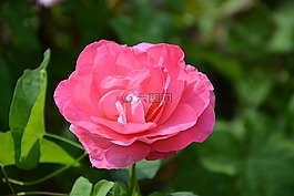鮮花,粉色,顏色粉色