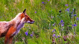福克斯,動物,野生動物