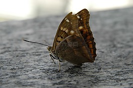 蝴蝶,性質(zhì),宏