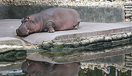 河馬,動物,動物園