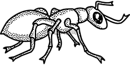 動物,螞蟻,昆蟲
