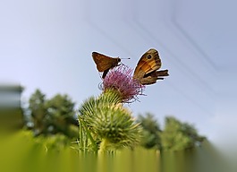蝴蝶,薊,夏季