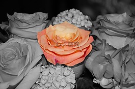 玫瑰,開花,花