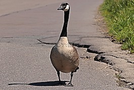 鵝,野鵝,鳥