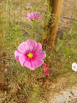 鮮花,宇宙
