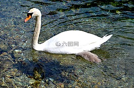 天鵝,水,動物