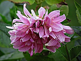 花,花園,性質(zhì)