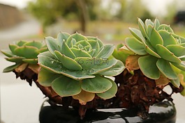植物,大自然,葉子