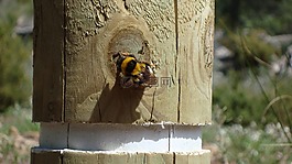 蜜蜂,發(fā)布,動物