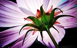 cosmea,花,宏