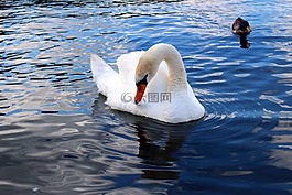 鳥,天鵝,水