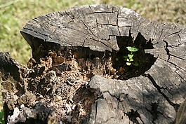 性質(zhì),行李箱,樹