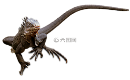 蜥蜴,爬行動物,動物