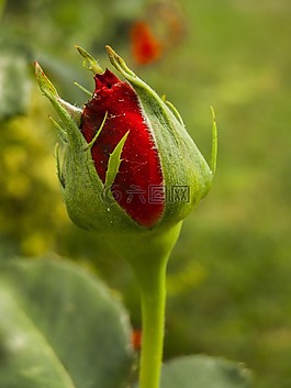 玫瑰,紅色,花卉