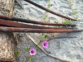鲜花,铁,生锈