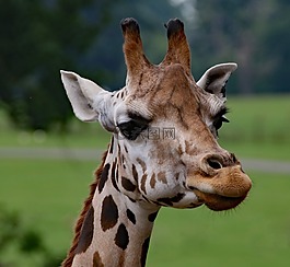 長頸鹿,長頸鹿畫像,野生動物