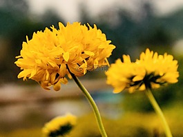 花,黃色,黃色的花