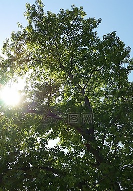 太陽,樹,陽光