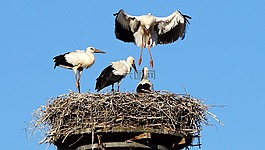 鸛,飛行演習,storchennest