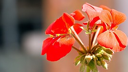 花,紅色的花,盛開