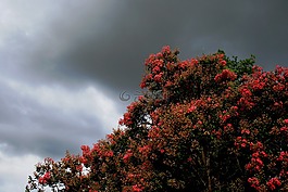 樹,鮮花,覆蓋