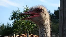 鴕鳥,ave,動物