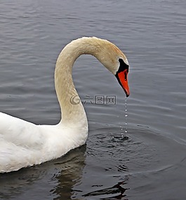 鳥(niǎo),天鵝,水禽